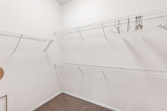 135 Tall Trees Ct, Sarasota, FL 34232 - walk in closet featuring carpet