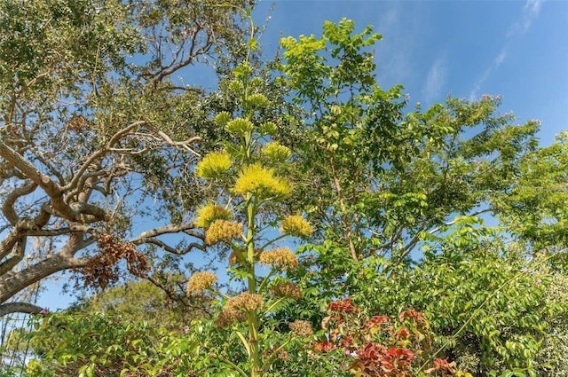 988 Blvd Of The Arts Unit 1016, Sarasota, FL 34236 - view of undeveloped land