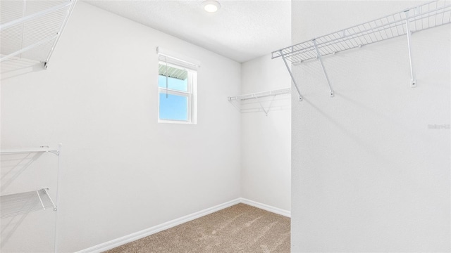 12064 Lansing Gln, Parrish, FL 34219 - walk in closet with carpet floors