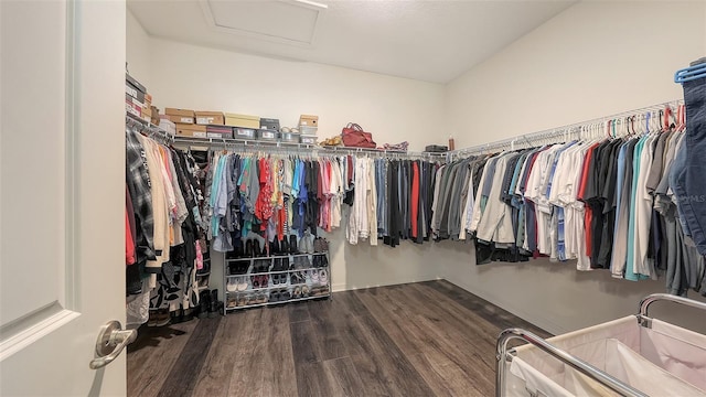5910 Hevena Ct, Palmetto, FL 34221 - walk in closet with attic access and wood finished floors