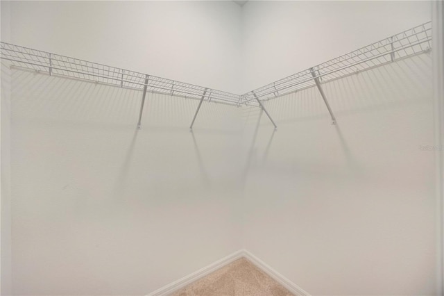 918 Fernleaf Run, Bradenton, FL 34212 - walk in closet with light carpet