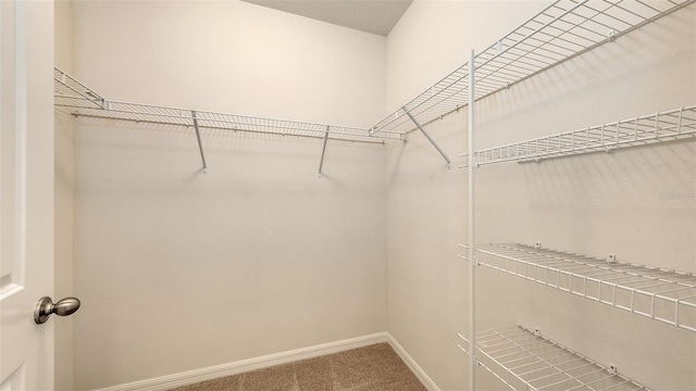 3813 Willow Branch Pl, Palmetto, FL 34221 - walk in closet with carpet