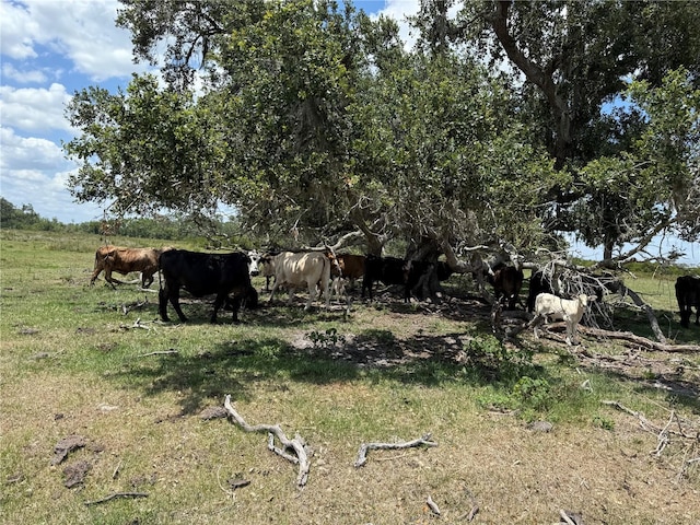 40700 Ballard Rd, Myakka City, FL 34251 - photo 4
