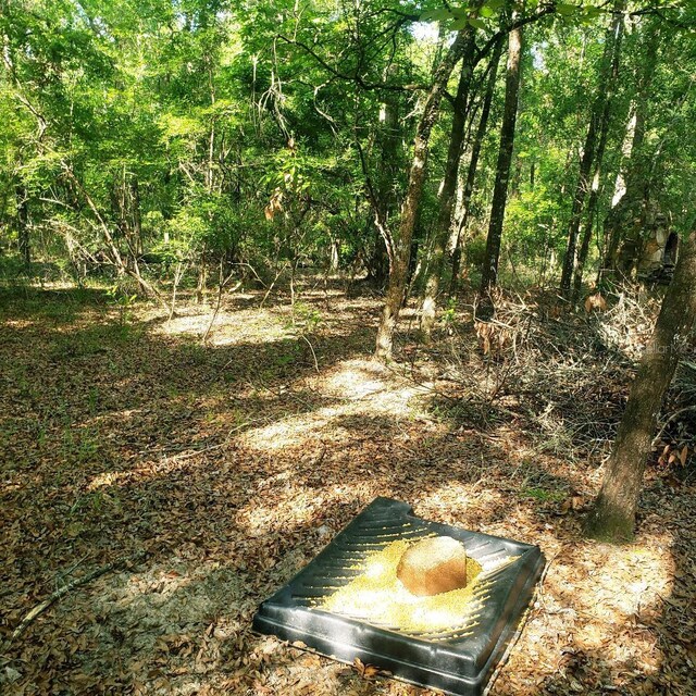 28063 31st Rd, Branford, FL 32008 - photo 21