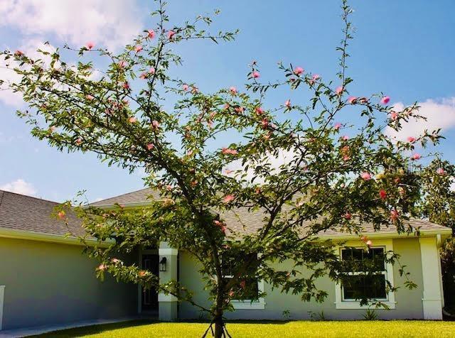 27471 Deep Creek Blvd, Punta Gorda, FL 33983 - view of side of property featuring stucco siding and a yard
