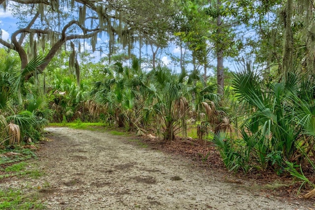 2419 29th Ave E, Palmetto, FL 34221 - view of yard