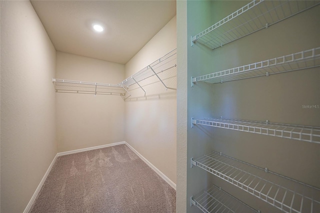 walk in closet featuring carpet floors