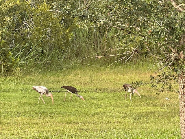 view of local wilderness