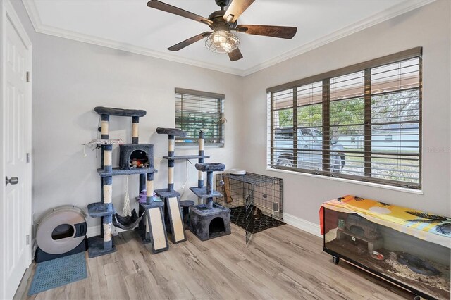 workout room featuring crown molding, ceiling fan, and light wood-type flooring