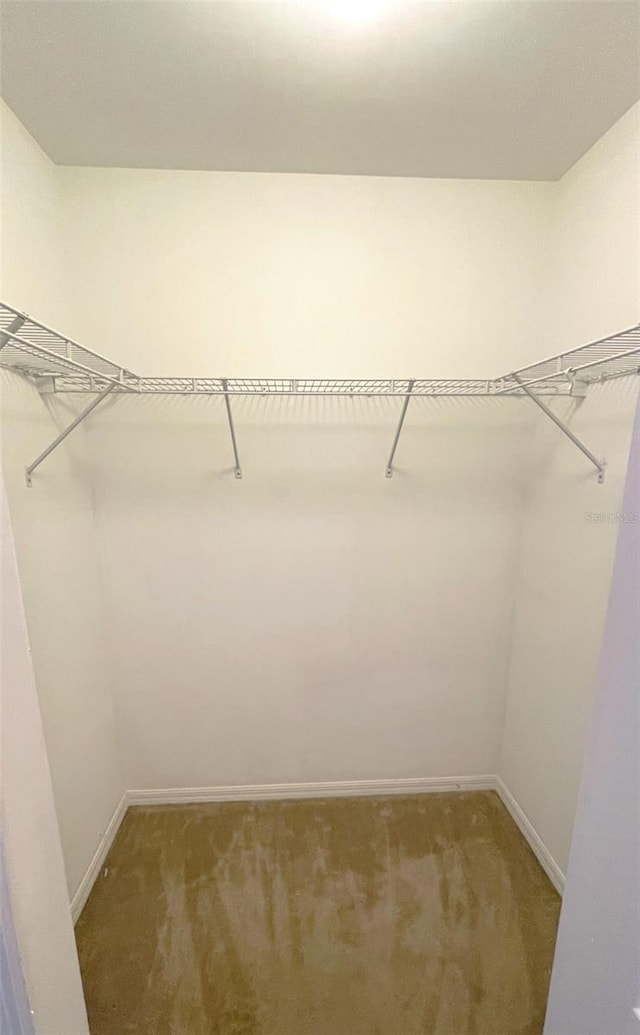 walk in closet featuring carpet flooring