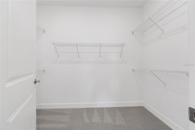 spacious closet featuring carpet floors