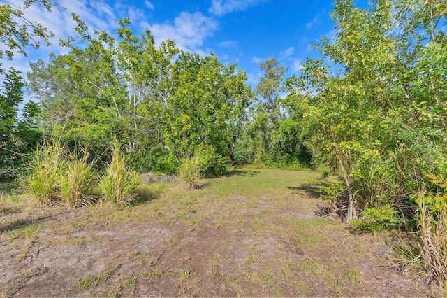 view of local wilderness