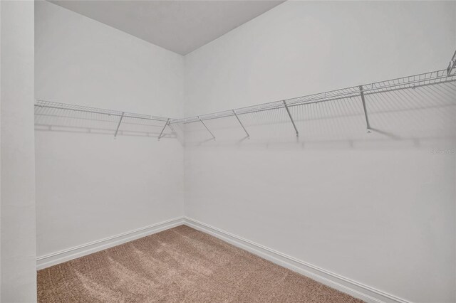 spacious closet with carpet floors