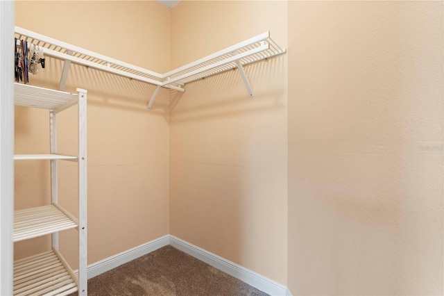 spacious closet featuring carpet floors