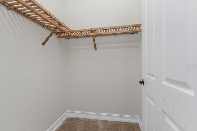 walk in closet featuring carpet flooring