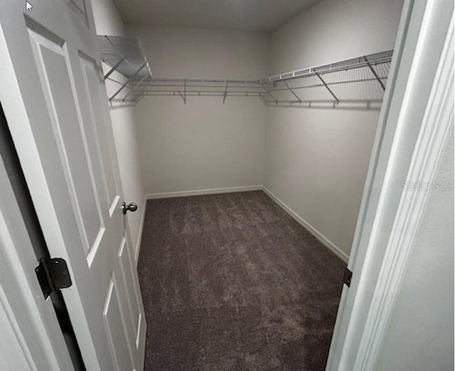 walk in closet with carpet floors