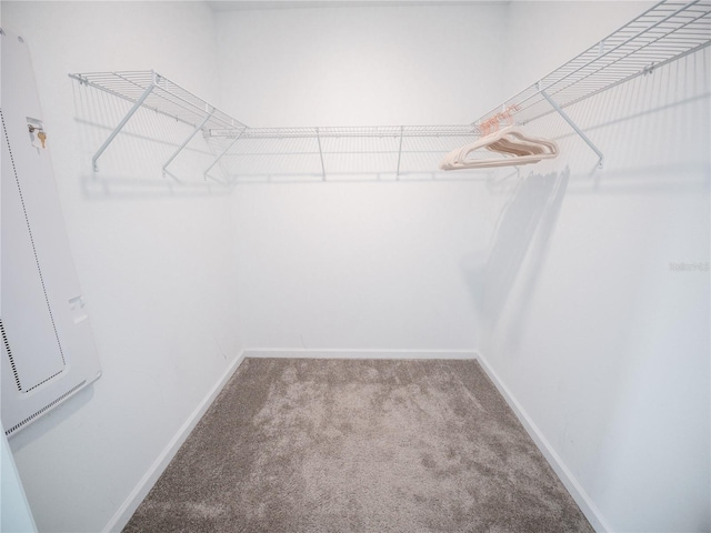 spacious closet featuring carpet