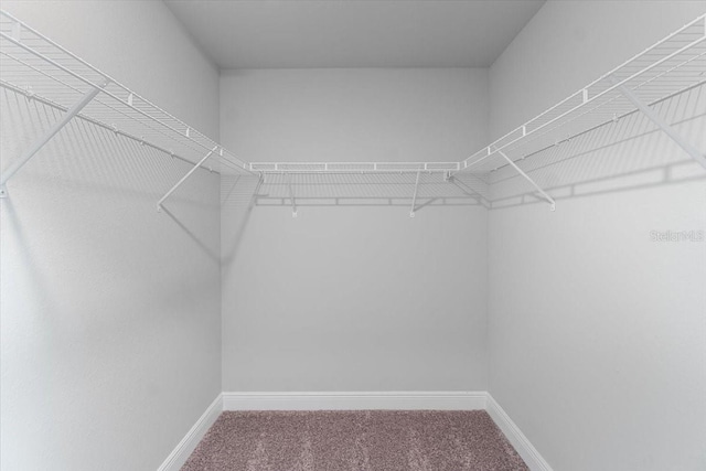 spacious closet with carpet flooring