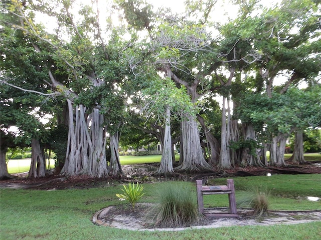 view of community with a yard