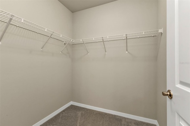 walk in closet featuring carpet flooring