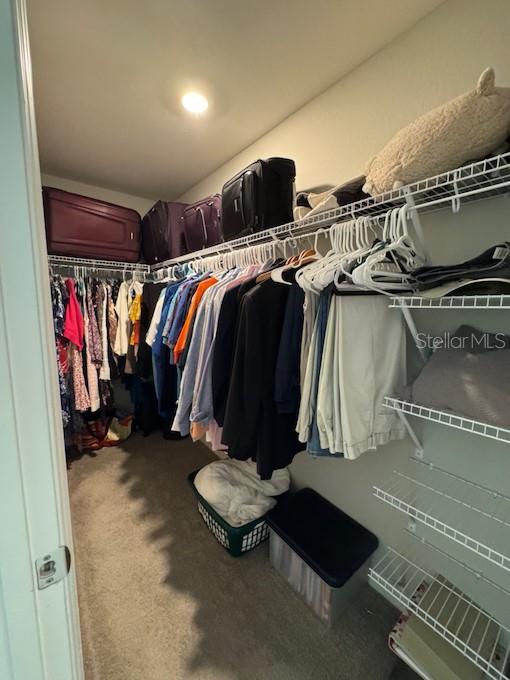 spacious closet featuring carpet flooring