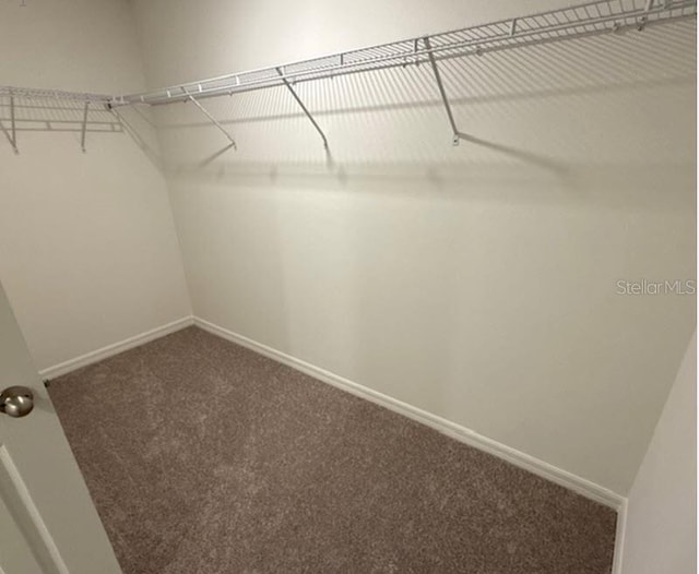 spacious closet featuring carpet floors