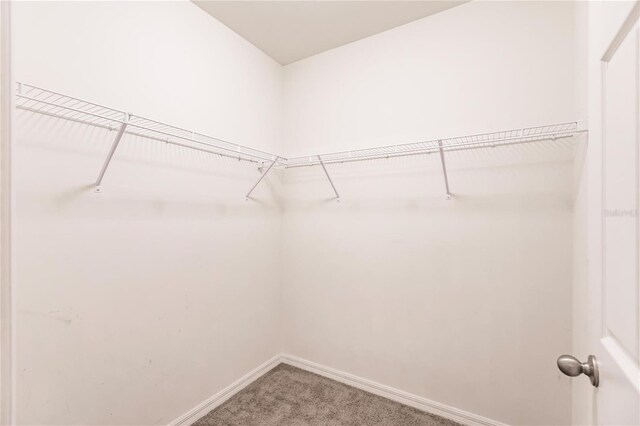 spacious closet featuring carpet flooring