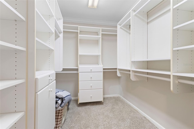 spacious closet featuring carpet flooring