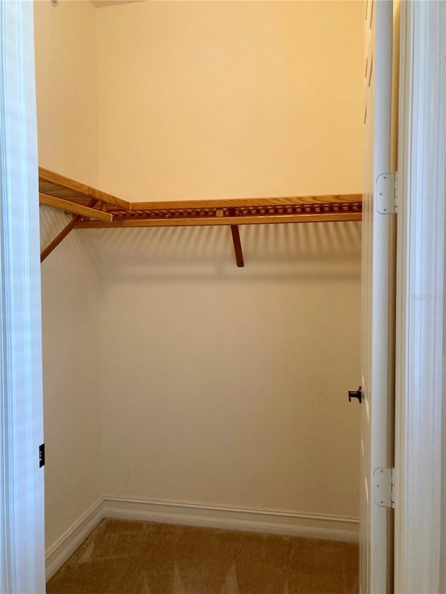 spacious closet featuring carpet floors