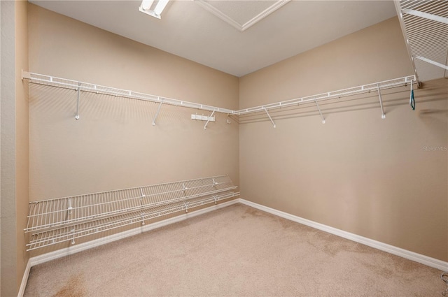 walk in closet featuring carpet flooring