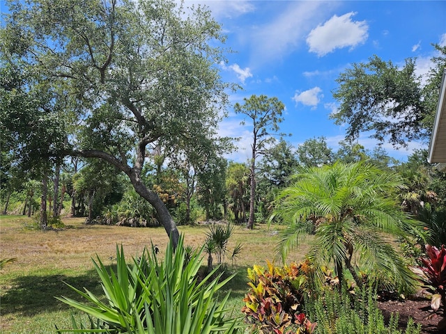 view of local wilderness