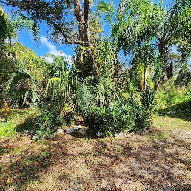 view of local wilderness