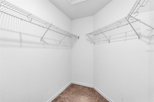 walk in closet with carpet floors