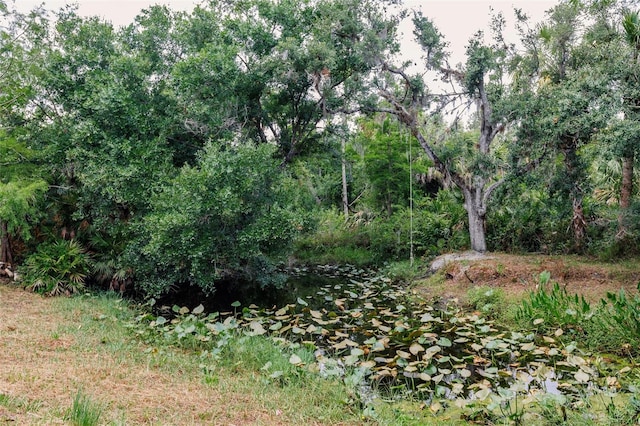 view of local wilderness