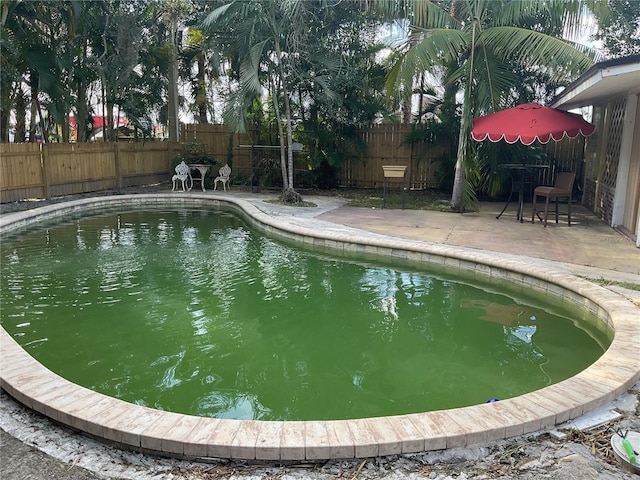 view of swimming pool featuring a patio area