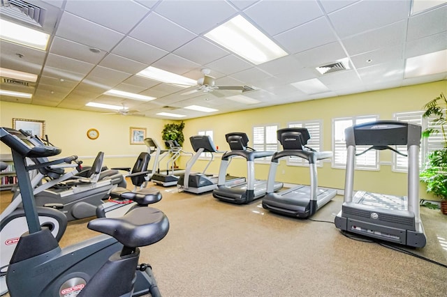 exercise room with a drop ceiling, carpet flooring, and ceiling fan