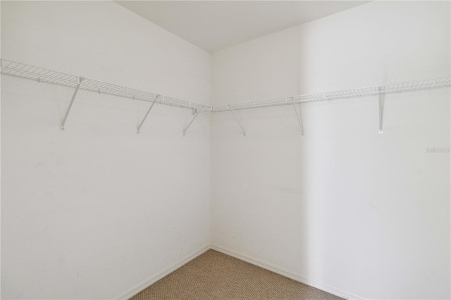 spacious closet with carpet