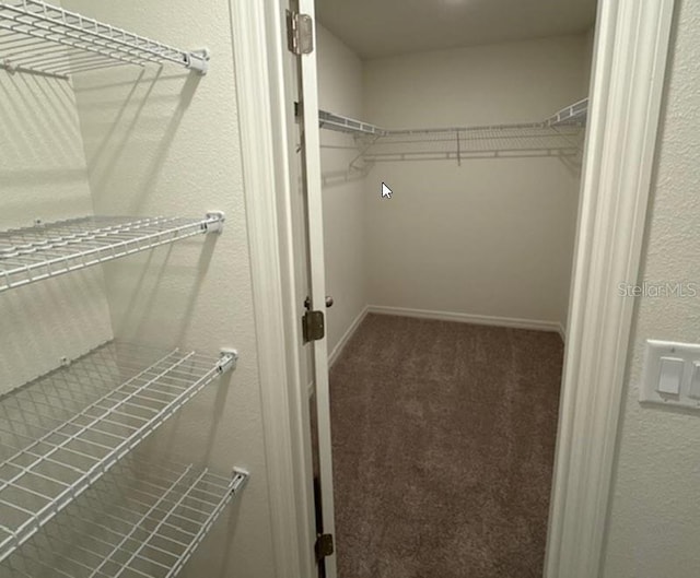 walk in closet with carpet floors