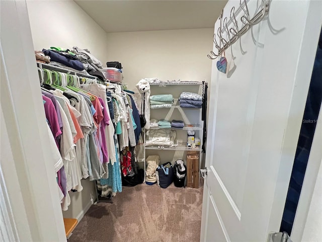 spacious closet featuring carpet flooring