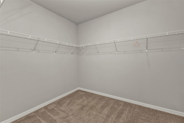 spacious closet with carpet flooring