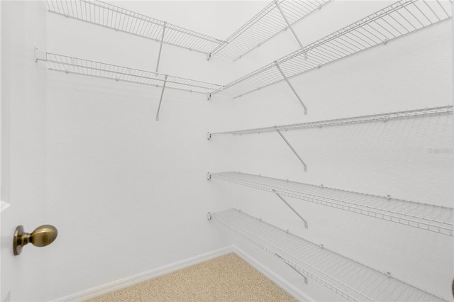 walk in closet featuring carpet flooring