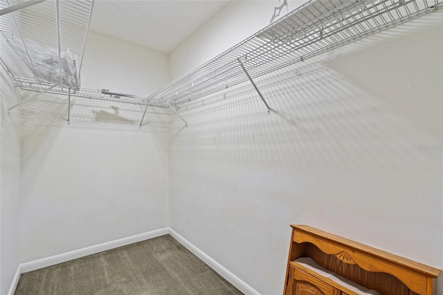 walk in closet with carpet floors