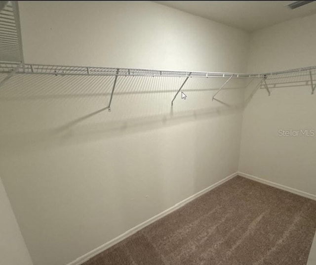 walk in closet featuring carpet floors