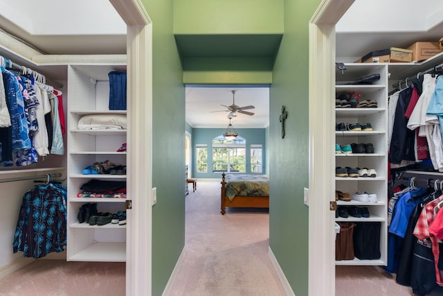 spacious closet featuring ceiling fan and carpet