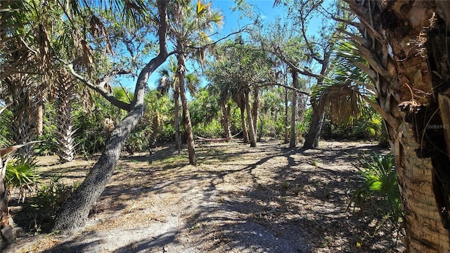 view of local wilderness