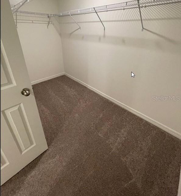 spacious closet featuring carpet floors