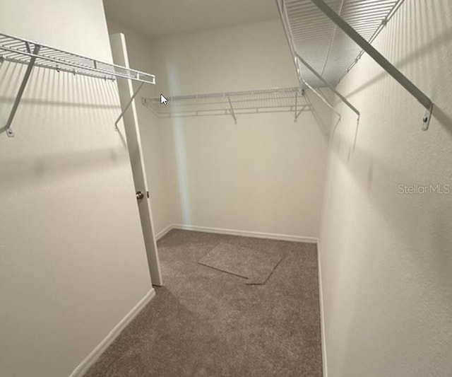 walk in closet featuring carpet flooring