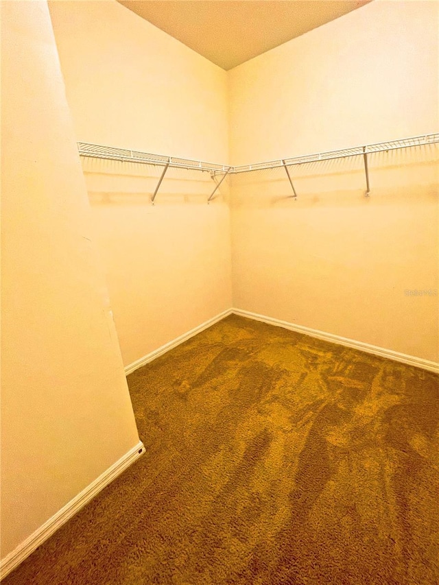 walk in closet featuring carpet flooring