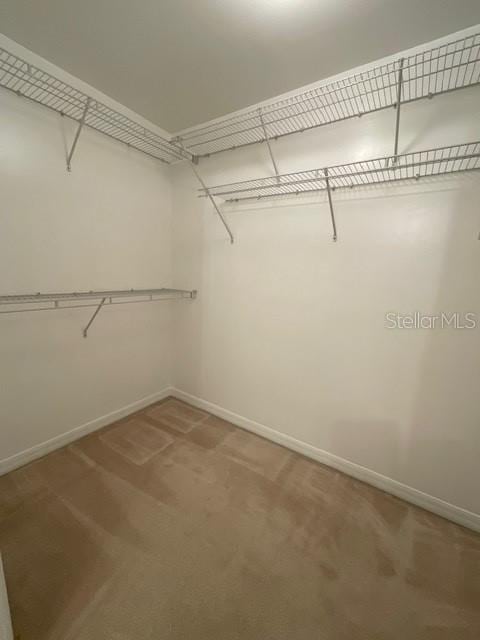 spacious closet featuring carpet flooring