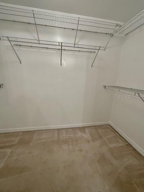 spacious closet featuring carpet